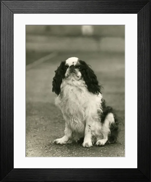 Framed Print : FALL / K. C. SPANIEL / 1938 Framed Print : FALL / K. C. SPANIEL / 1938