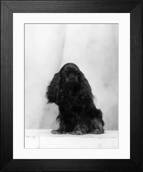 Framed Print : FALL  /  K. C. SPANIEL  /  1934
