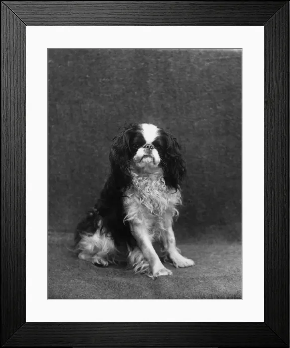 Framed Print : FALL / K. C. SPANIEL / 1912 Framed Print : FALL / K. C. SPANIEL / 1912