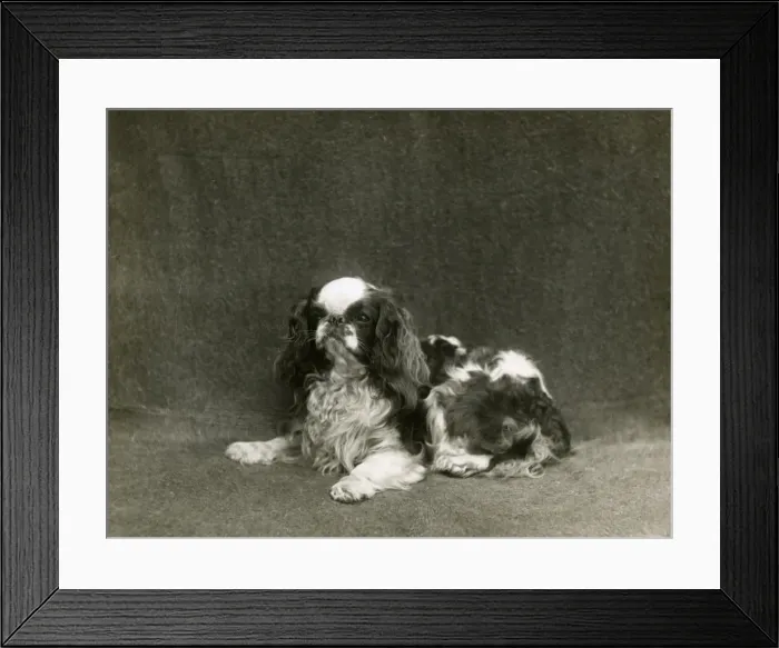 Framed Print : FALL / K. C. SPANIEL / 1912 Framed Print : FALL / K. C. SPANIEL / 1912