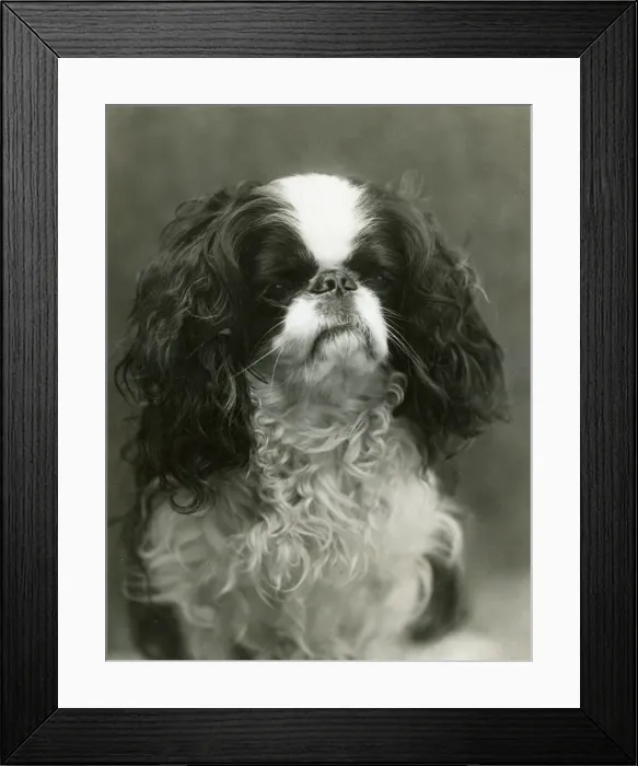 Framed Print : FALL / K. C. SPANIEL / 1912 Framed Print : FALL / K. C. SPANIEL / 1912