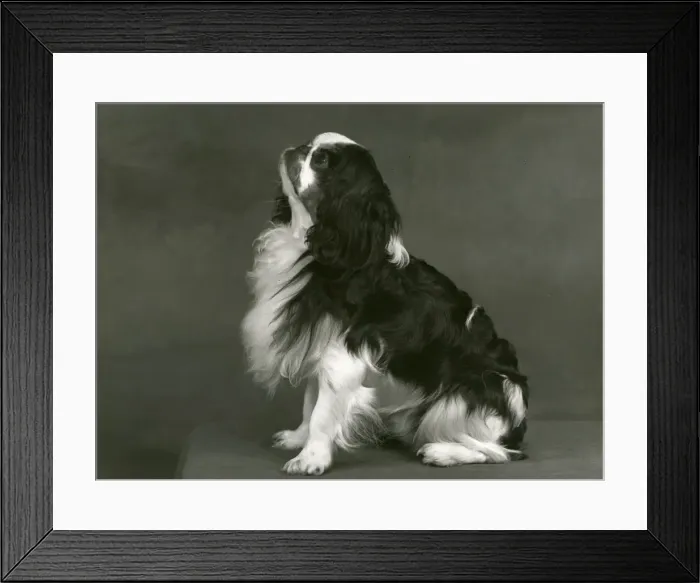 Framed Print : FALL / K. C. SPANIEL / 1953 Framed Print : FALL / K. C. SPANIEL / 1953