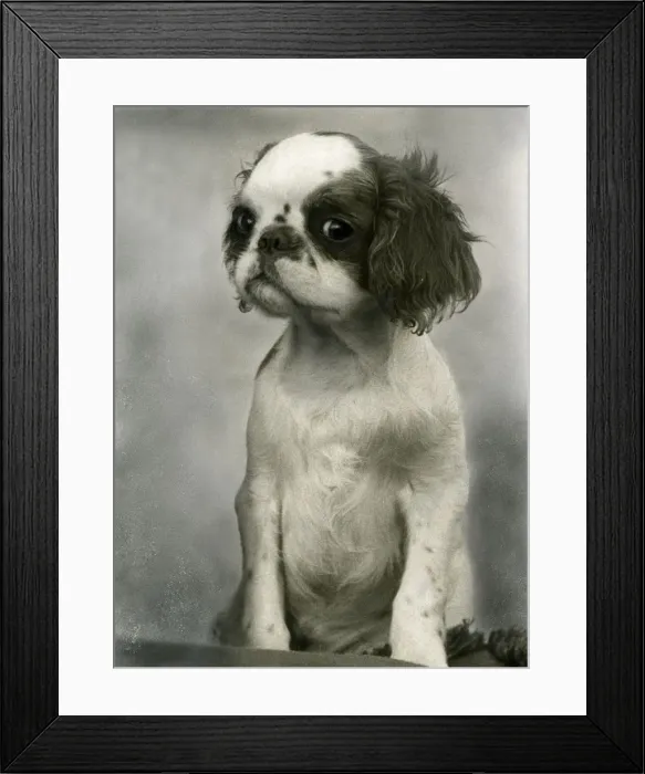 Framed Print : FALL / K. C. SPANIEL / 1938 Framed Print : FALL / K. C. SPANIEL / 1938