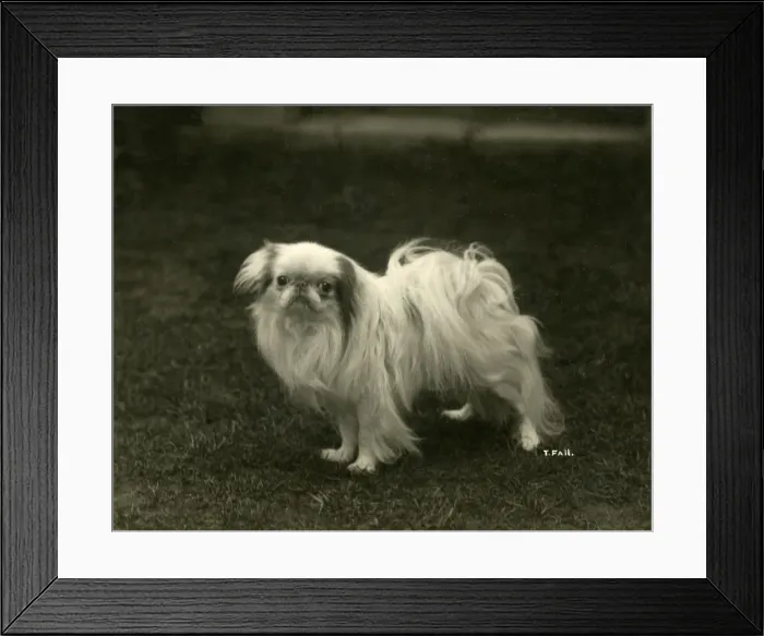 Framed Print : FALL / JAPANESE CHIN / 1922 Framed Print : FALL / JAPANESE CHIN / 1922