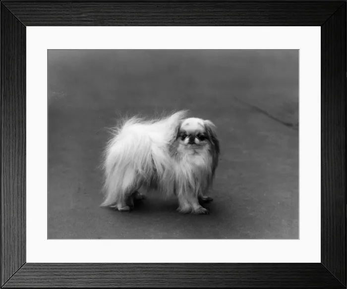 Framed Print : FALL / JAPANESE CHIN / 1936 Framed Print : FALL / JAPANESE CHIN / 1936