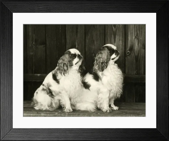Framed Print : FALL / K. C. SPANIEL / 1964 Framed Print : FALL / K. C. SPANIEL / 1964
