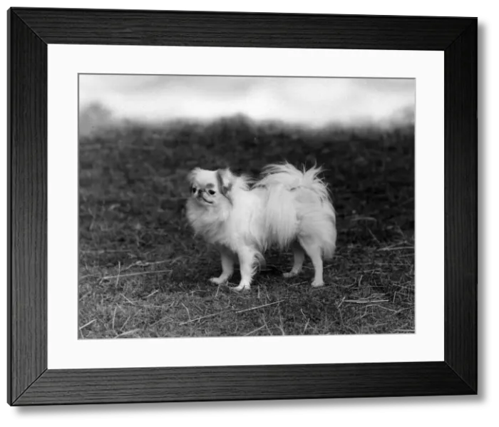 Framed Print : FALL / JAPANESE CHIN / 1938 Framed Print : FALL / JAPANESE CHIN / 1938
