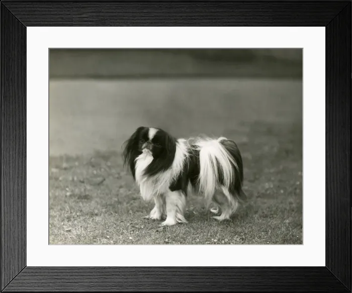 Framed Print : FALL / JAPANESE CHIN / 1939 Framed Print : FALL / JAPANESE CHIN / 1939