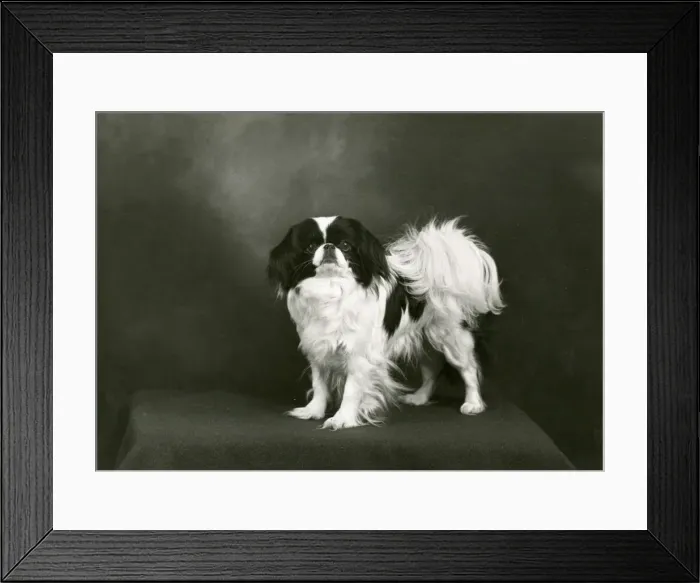 Framed Print : FALL / JAPANESE CHIN / 1953 Framed Print : FALL / JAPANESE CHIN / 1953