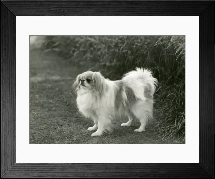 Framed Print : FALL / JAPANESE CHIN / 1960 Framed Print : FALL / JAPANESE CHIN / 1960