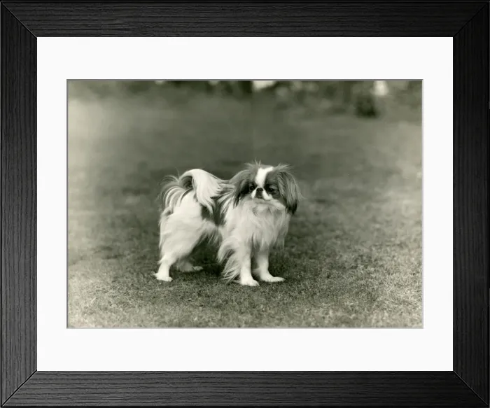 Framed Print : FALL / JAPANESE CHIN / 1948 Framed Print : FALL / JAPANESE CHIN / 1948