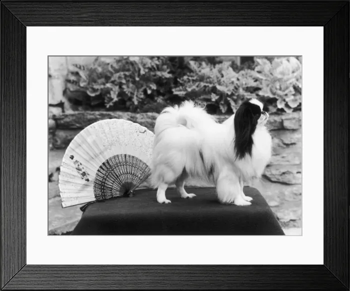 Framed Print : FALL / JAPANESE CHIN / 1974 Framed Print : FALL / JAPANESE CHIN / 1974