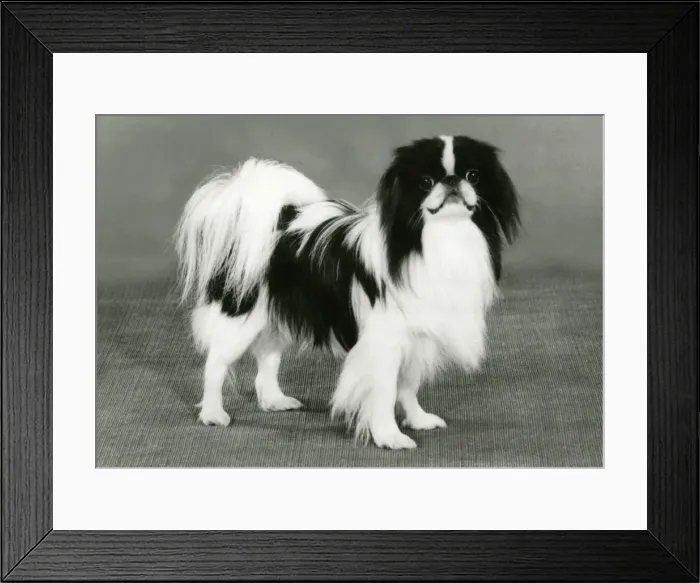 Framed Print : FALL / JAPANESE CHIN / 1986 Framed Print : FALL / JAPANESE CHIN / 1986