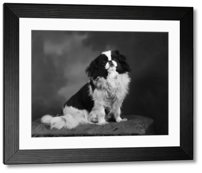 Framed Print : FALL / JAPANESE CHIN / 1941 Framed Print : FALL / JAPANESE CHIN / 1941