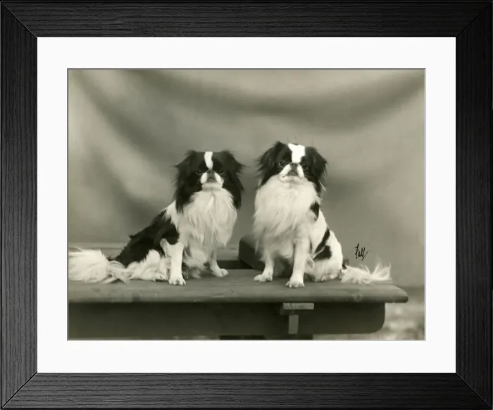 Framed Print : FALL / JAPANESE CHIN / 1933 Framed Print : FALL / JAPANESE CHIN / 1933