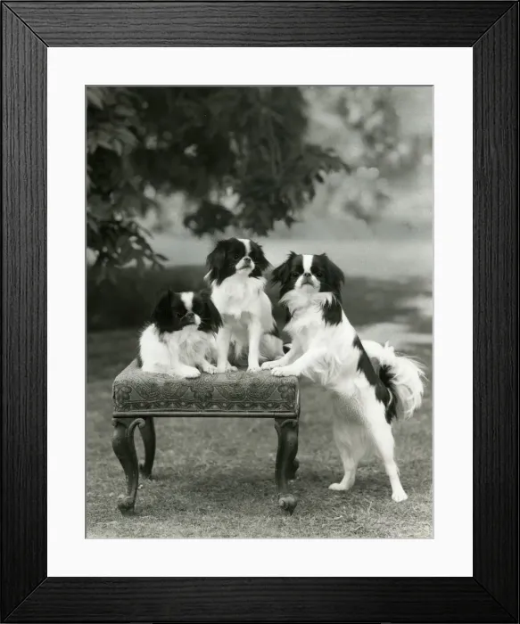 Framed Print : FALL / JAPANESE CHIN / 1958 Framed Print : FALL / JAPANESE CHIN / 1958