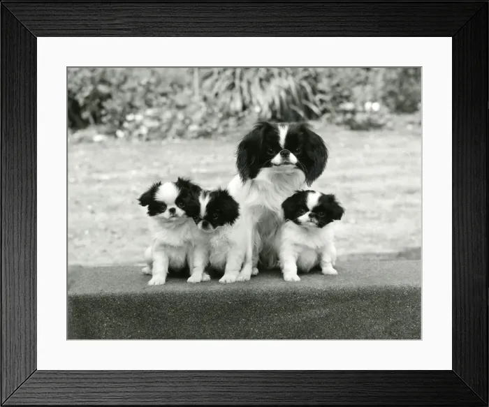 Framed Print : FALL / JAPANESE CHIN / 1971 Framed Print : FALL / JAPANESE CHIN / 1971
