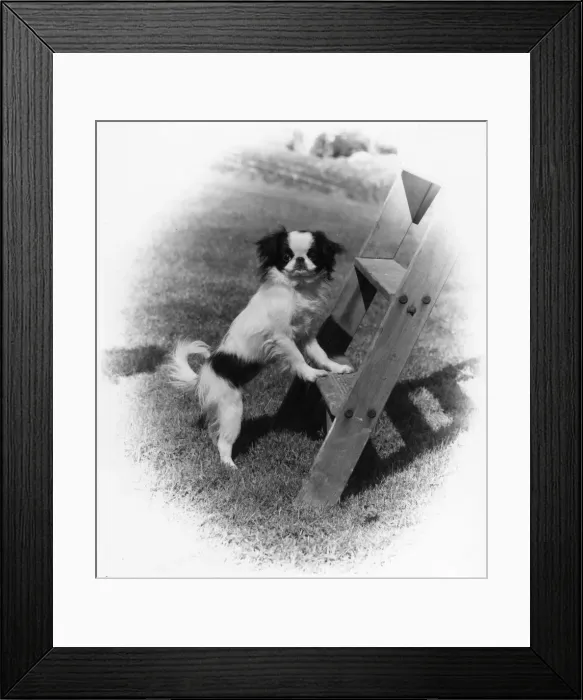 Framed Print : FALL / JAPANESE CHIN / 1974 Framed Print : FALL / JAPANESE CHIN / 1974
