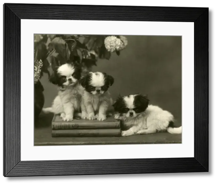 Framed Print : FALL / JAPANESE CHIN / 1934 Framed Print : FALL / JAPANESE CHIN / 1934