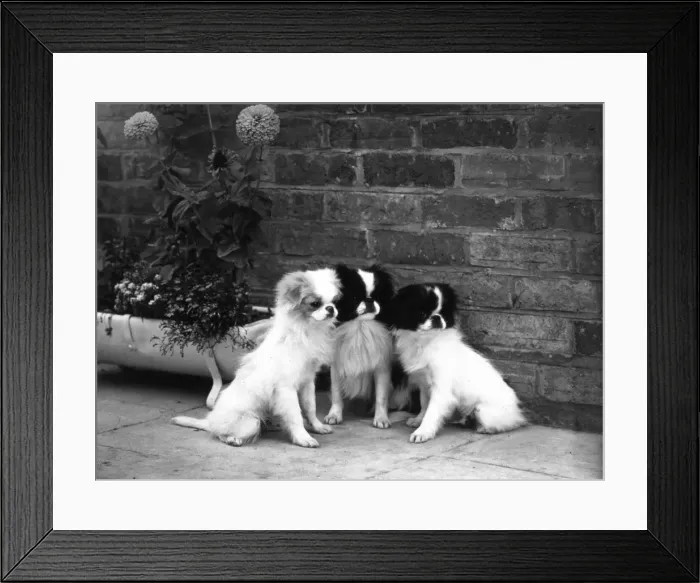 Framed Print : FALL / JAPANESE CHIN / 1959 Framed Print : FALL / JAPANESE CHIN / 1959