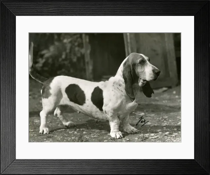 Framed Print : FALL  /  BASSETT HOUND  /  1946