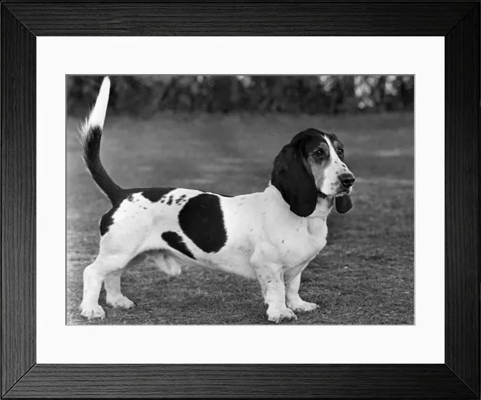 Framed Print : FALL / BASSETT HOUND / 1949 Framed Print : FALL / BASSETT HOUND / 1949
