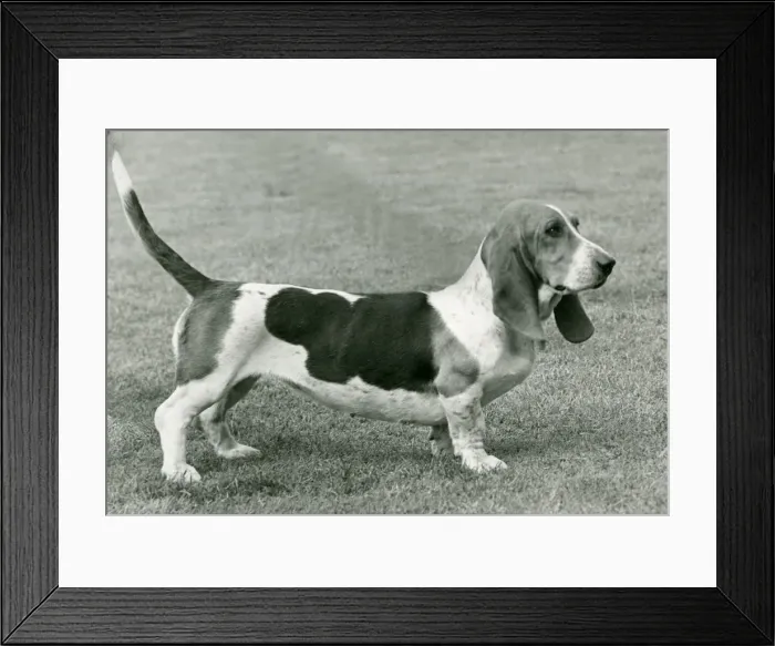 Framed Print : FALL / BASSETT HOUND / 1952 Framed Print : FALL / BASSETT HOUND / 1952
