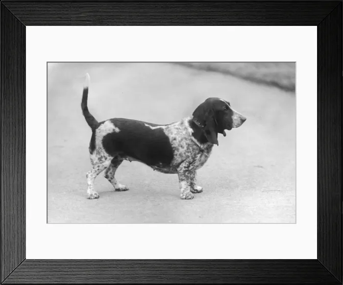 Framed Print : FALL / BASSETT HOUND / 1936 Framed Print : FALL / BASSETT HOUND / 1936