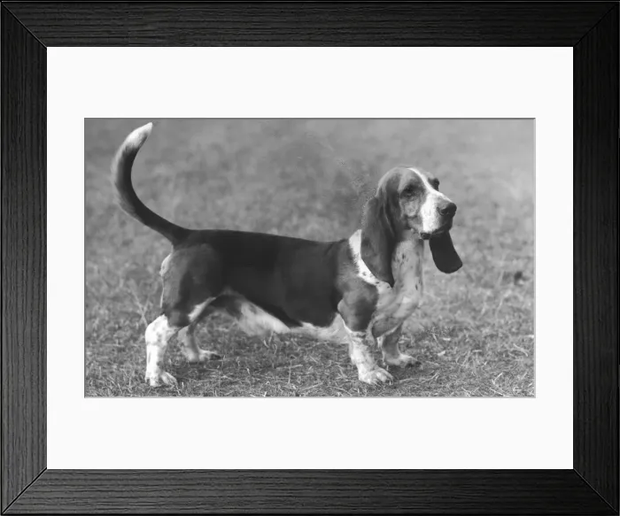 Framed Print : Fall - Bassett Hound - 1960 Framed Print : Fall - Bassett Hound - 1960