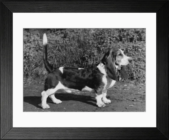 Framed Print : FALL  /  BASSETT HOUND  /  1968