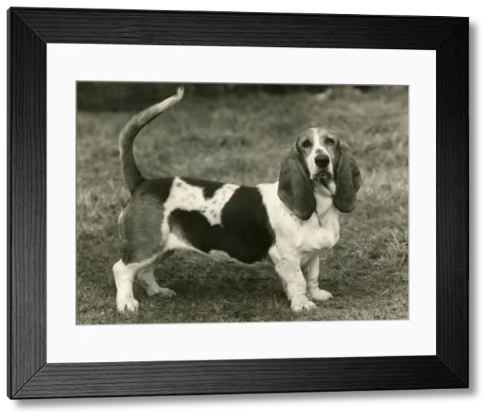 Framed Print : FALL / BASSETT HOUND / 1954 Framed Print : FALL / BASSETT HOUND / 1954