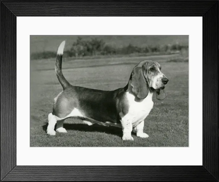 Framed Print : FALL / BASSETT HOUND / 1975 Framed Print : FALL / BASSETT HOUND / 1975