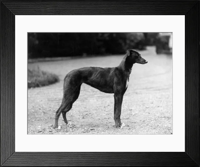 Framed Print : FALL / GREYHOUND / 1927 Framed Print : FALL / GREYHOUND / 1927