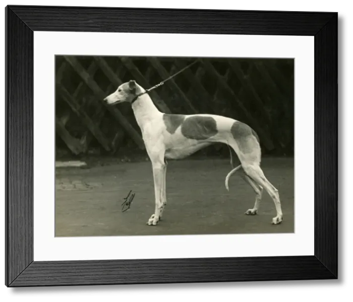 Framed Print : FALL / GREYHOUND / 1932 Framed Print : FALL / GREYHOUND / 1932