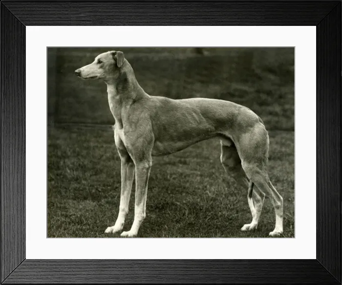 Framed Print : FALL / GREYHOUND / 1939 Framed Print : FALL / GREYHOUND / 1939