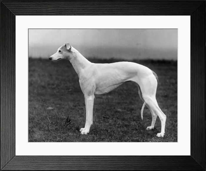 Framed Print : FALL / GREYHOUND / 1935 Framed Print : FALL / GREYHOUND / 1935