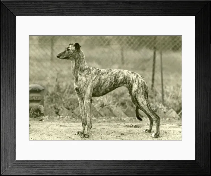 Framed Print : FALL / GREYHOUND / 1947 Framed Print : FALL / GREYHOUND / 1947