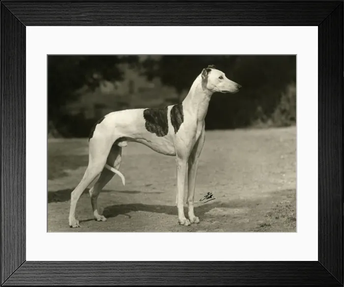 Framed Print : FALL / GREYHOUND / 1949 Framed Print : FALL / GREYHOUND / 1949
