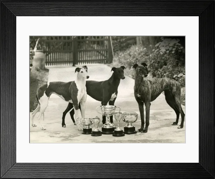 Framed Print : FALL  /  GREYHOUND  /  1948