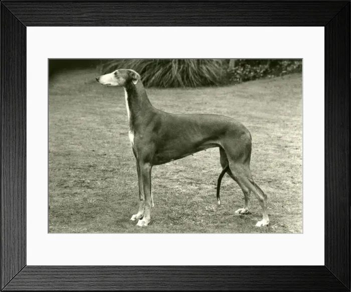 Framed Print : FALL / GREYHOUND / 1977 Framed Print : FALL / GREYHOUND / 1977