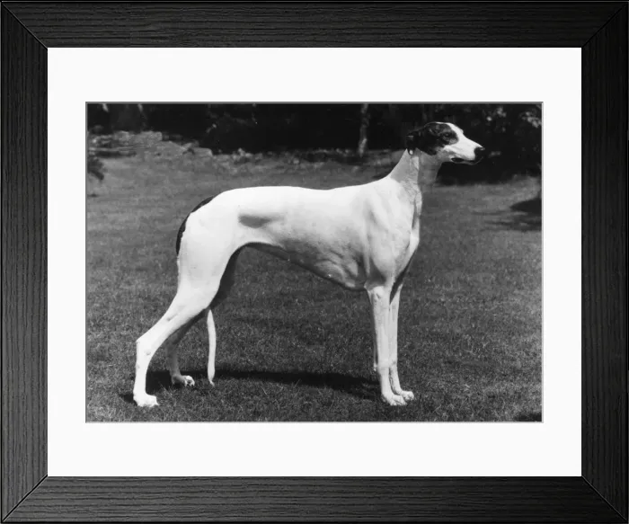 Framed Print : FALL / GREYHOUND / 1980 Framed Print : FALL / GREYHOUND / 1980