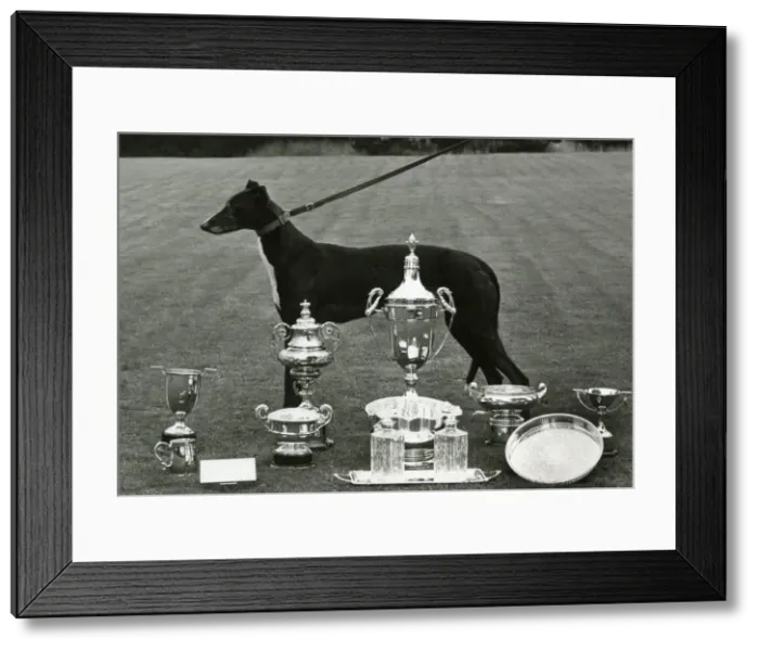 Framed Print : FALL / GREYHOUND / 1968 Framed Print : FALL / GREYHOUND / 1968