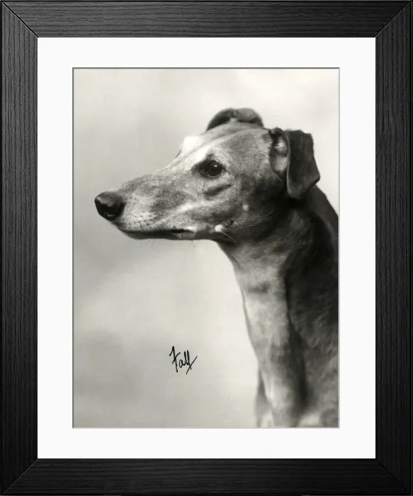 Framed Print : FALL / GREYHOUND / 1934 Framed Print : FALL / GREYHOUND / 1934