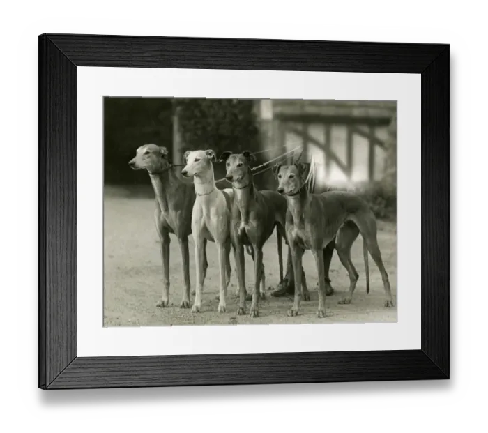 Framed Print : FALL / GREYHOUND / 1933 Framed Print : FALL / GREYHOUND / 1933