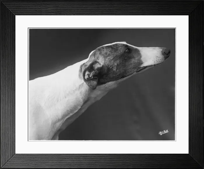 Framed Print : Fall - Greyhound - 1938 Framed Print : Fall - Greyhound - 1938