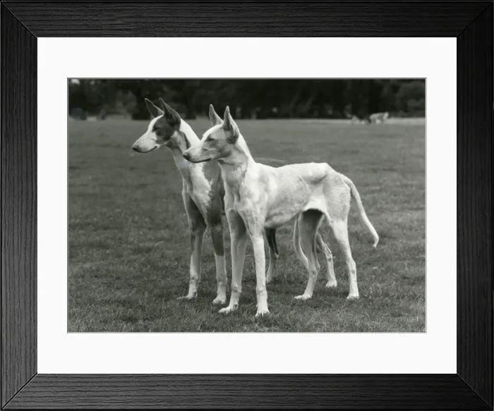 Framed Print : FALL / IBIZAN HOUNDS / 1974 Framed Print : FALL / IBIZAN HOUNDS / 1974