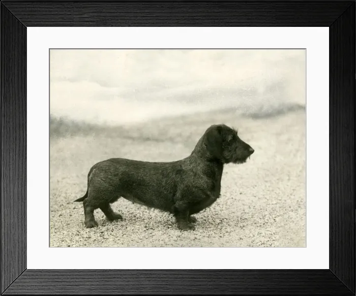 Framed Print : FALL / WIRE DACHSHUND / 1936 Framed Print : FALL / WIRE DACHSHUND / 1936
