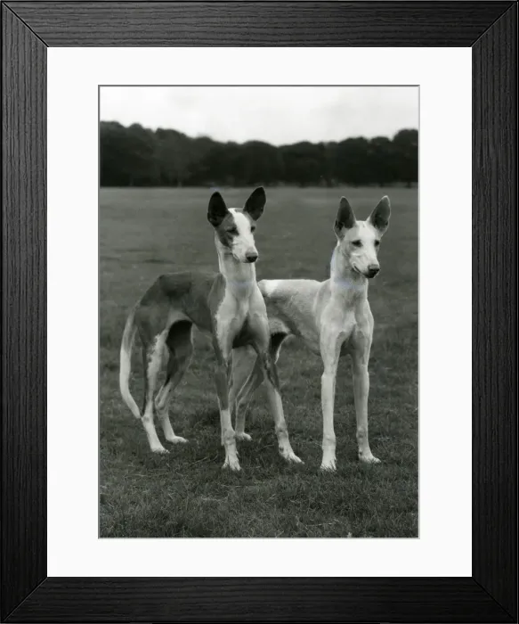 Framed Print : FALL / IBIZAN HOUNDS / 1974 Framed Print : FALL / IBIZAN HOUNDS / 1974