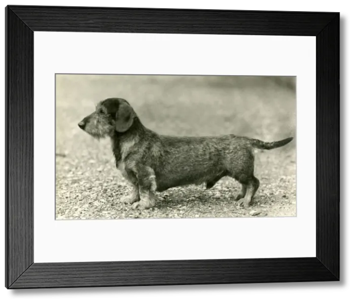 Framed Print : FALL / WIRE DACHSHUND / 1946 Framed Print : FALL / WIRE DACHSHUND / 1946