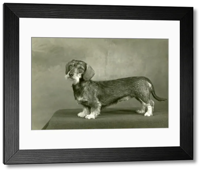 Framed Print : FALL / WIRE DACHSHUND / 1953 Framed Print : FALL / WIRE DACHSHUND / 1953